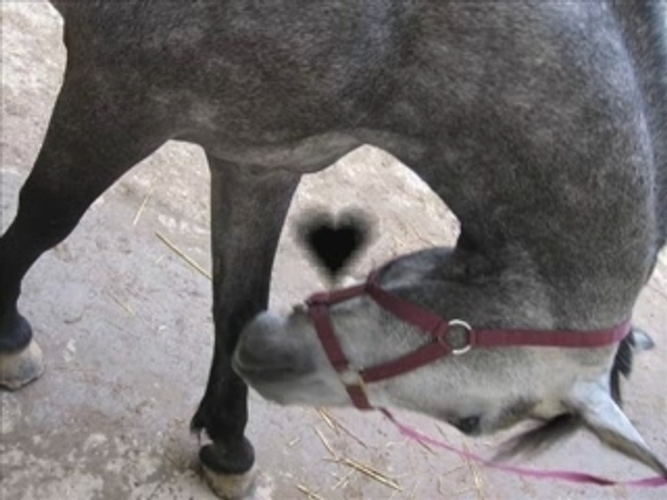 Olala, une ponette en or