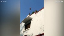 Monkeys raise the flag for Indian national celebration