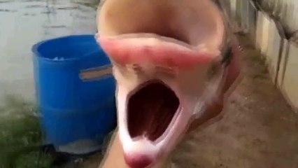 Radyoaktif Bir Nehirde Yakalanan Balığın Görüntüsü Dehşete Düşürüyor