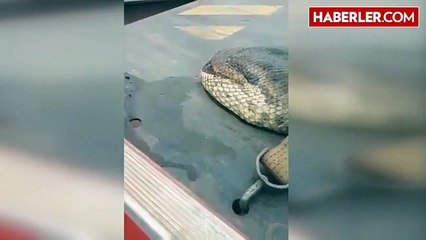 Dünyanın En Büyük Yılanı Ancak Kamyonda Taşınabiliyor