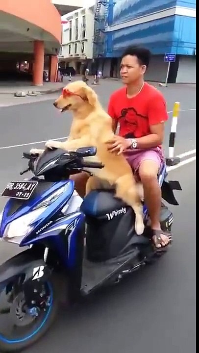 ♥ Chú Chó Trổ Tài Lái Xe ♥