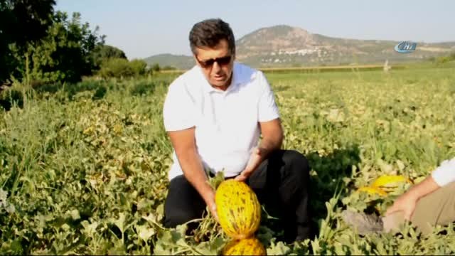 Kırkağaç Kavununda İlk Hasat Yapıldı