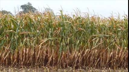 JT Agri44 TV du vendredi 18  aout 2017