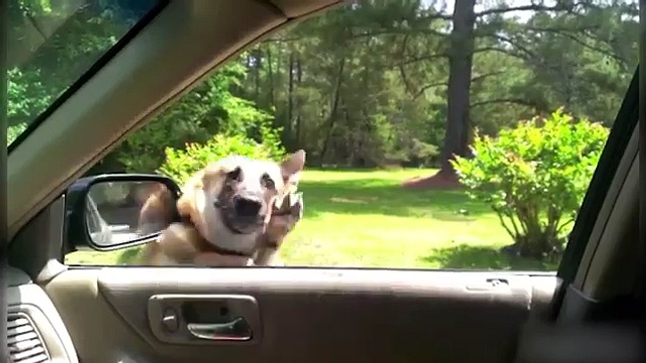Funny Fails compilation Animals tried their best to fail