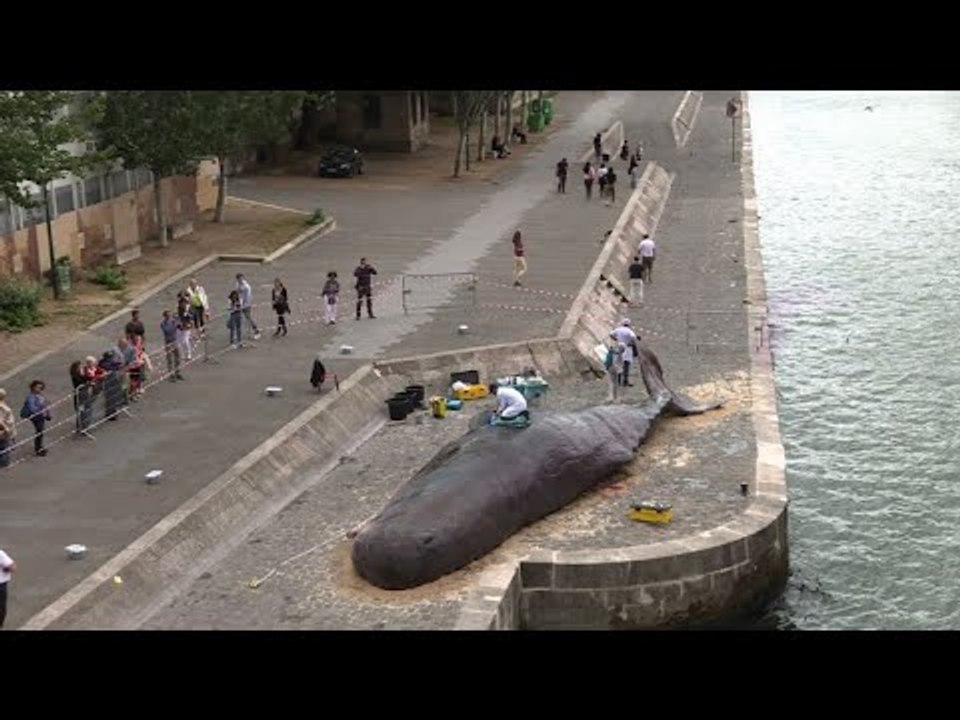 une baleine échouée en plein Paris