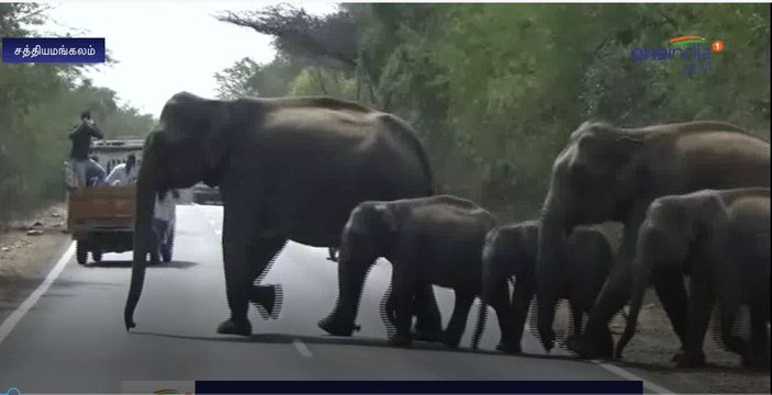 வனத்துறை நடவடிக்கை எடுக்க கோரிக்கை-வீடியோ