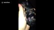 Newborn Yorkshire terrier puppies are too cute