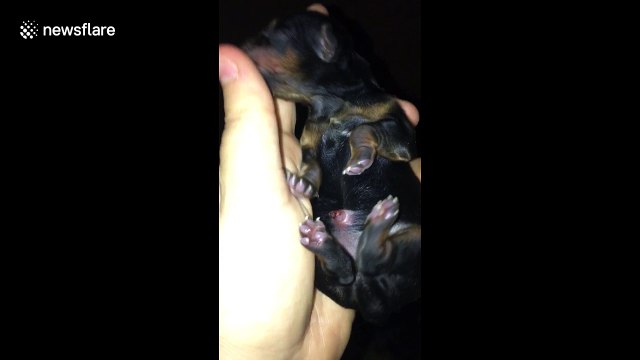 Newborn Yorkshire terrier puppies are too cute