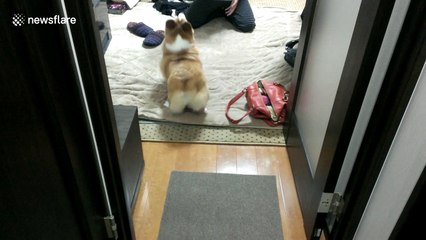 World's first twerking corgi