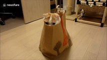 Cute cat likes hiding in paper bag