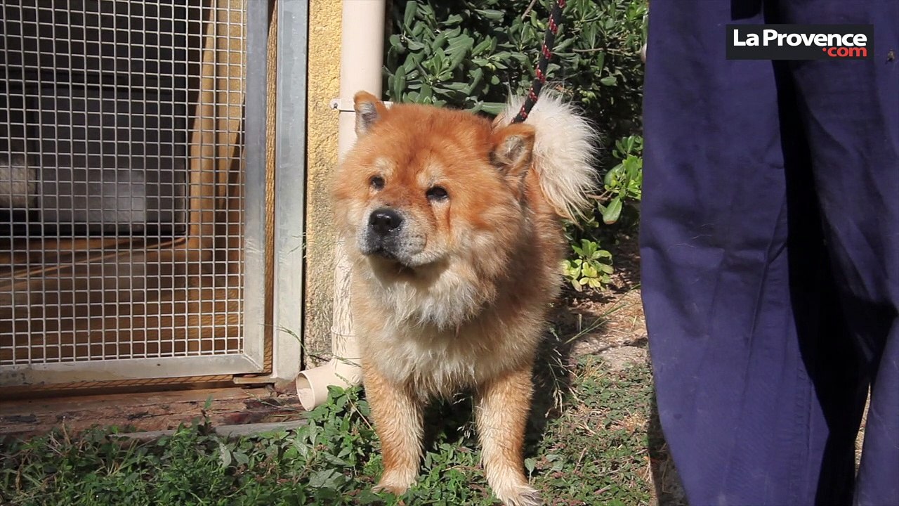 "Adoptez-les", Damon, Wendy, Dobby... ces chats et chiens qui vous attendent à la SPA