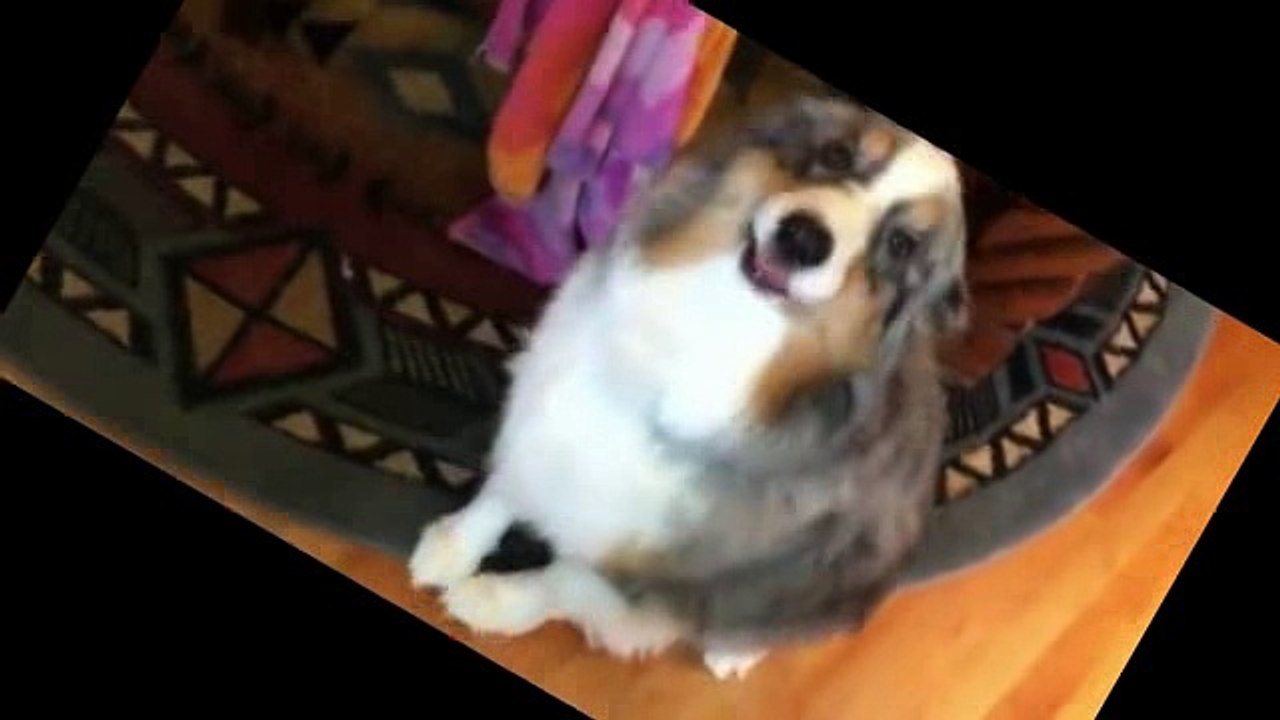 Australian Shepherds send themselves to the dog house