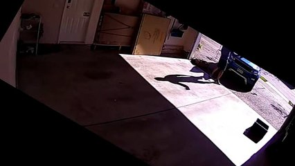 Canada man tries to distract bear away from his garage