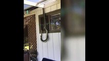 NSW man finds two giant carpet pythons getting intimate