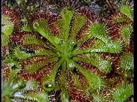 Plantas Carnivoras de insetos e abelhas e borboletas