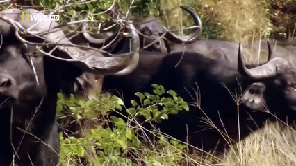 Aslan Belgeseli Vahşi Yaşam (2017) Türkçe Dublaj 720p İzle