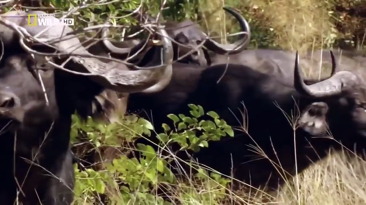 Aslan Belgeseli Vahşi Yaşam (2017) Türkçe Dublaj 720p İzle