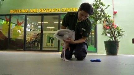 Ce bébé flamant rose porte des bottes