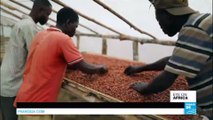 Congolese cocoa farmers band together to improve conditions and revenue