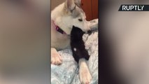 !! صداقة من نوع جديد, قطة وكلب يتشاركان الحليب