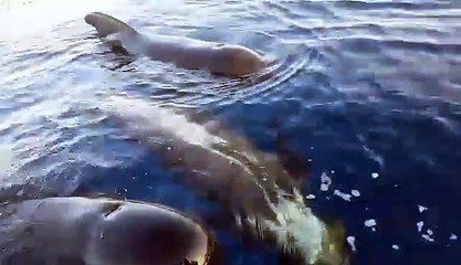 Un ballet de dauphins pilote