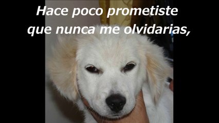 Paloma del alma mia 　　Gran David