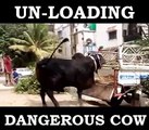 Unloading cow in karachi
