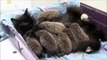 Huit hérissons orphelins recueillit par un chat... Dingue et magnifique