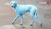 Des chiens bleus en Inde