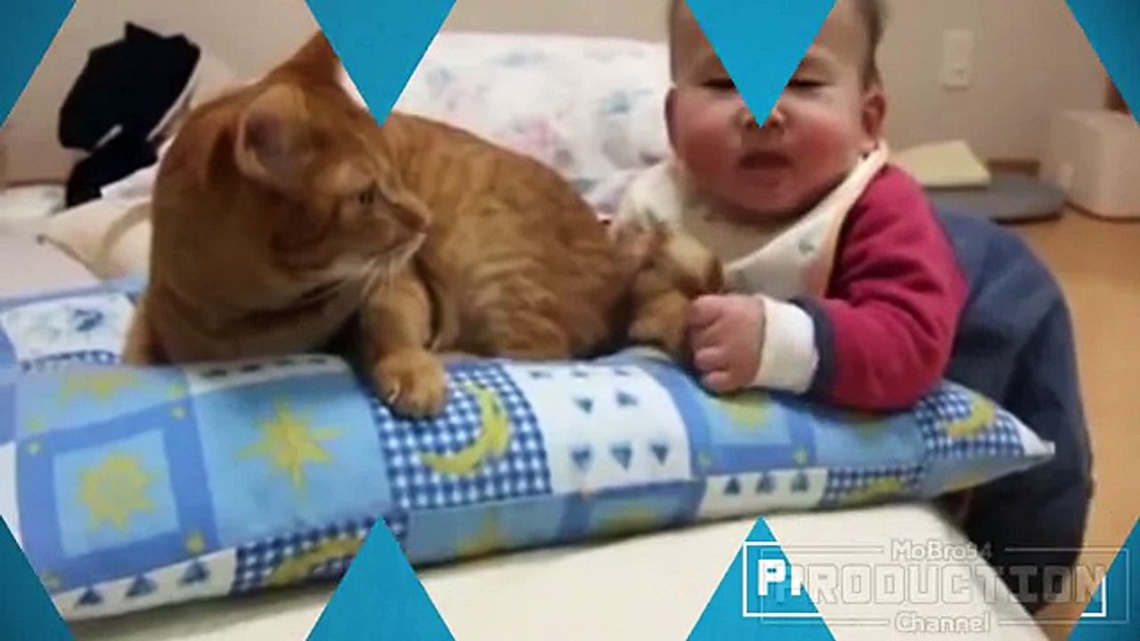 Funny baby & cat compilation Babies annoying cats Funny Video, Prank Video