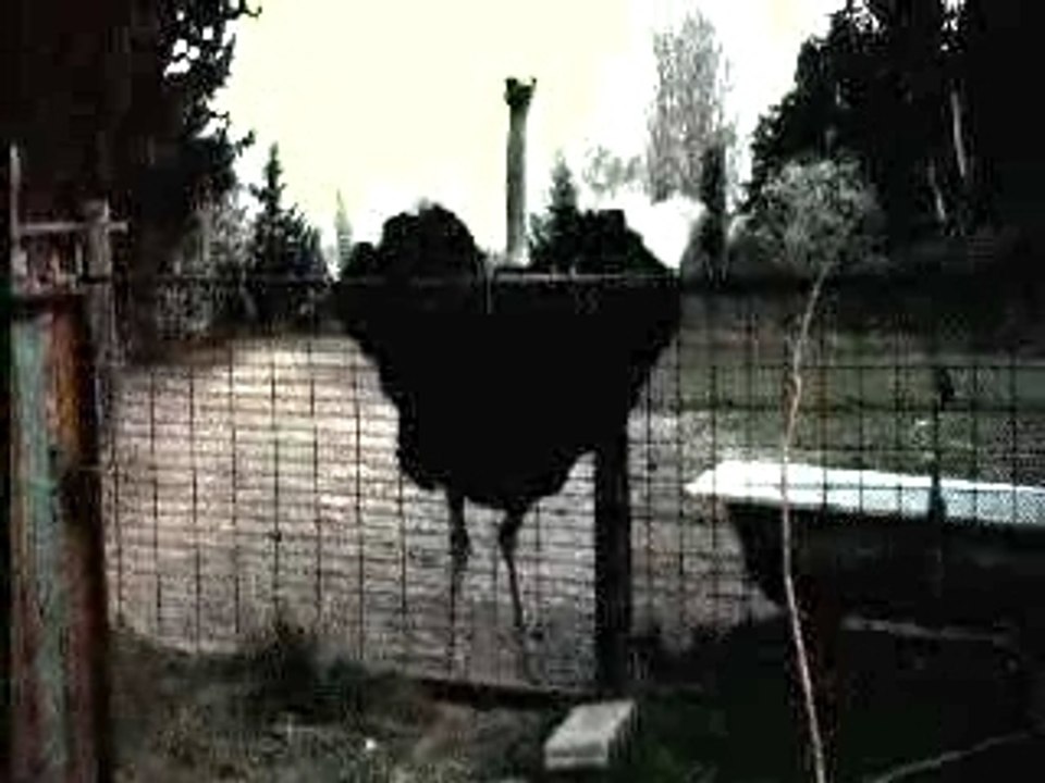 Danse d'accueil de l'autruche