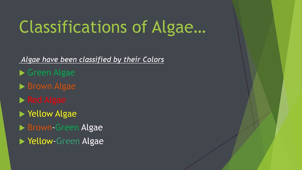 What is Algae?