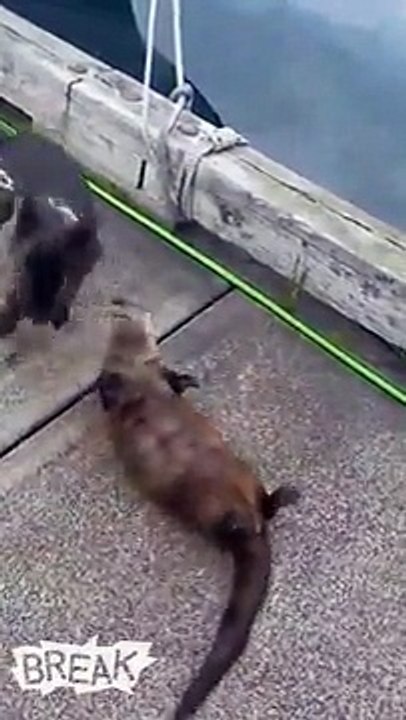 L'amitié entre ce chien et cette loutre est réjouissante