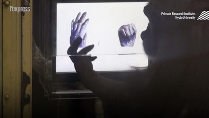 Des chimpanzés apprennent à jouer à "pierre-feuille-ciseaux"