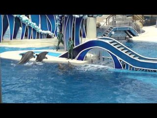 Orcas amaestradas