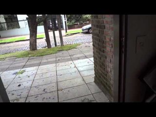Alegria del perro que entiende que vá a pasear en auto.