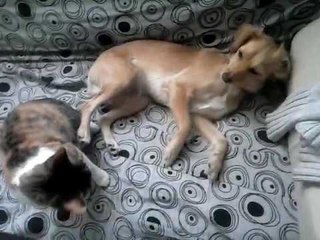 Enemigo amigo, perro y gato. Enemy friends,  cat and dog