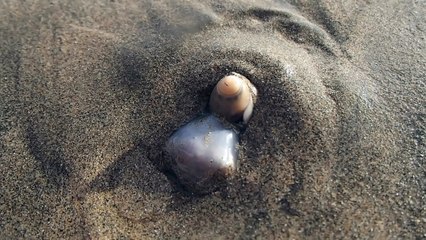 Snail Eats a Crab
