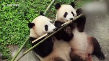 Cute video shows pandas sharing bamboo