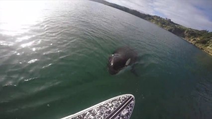 Suivi par un Orque pendant une balade en Paddle en Nouvelle Zélande !