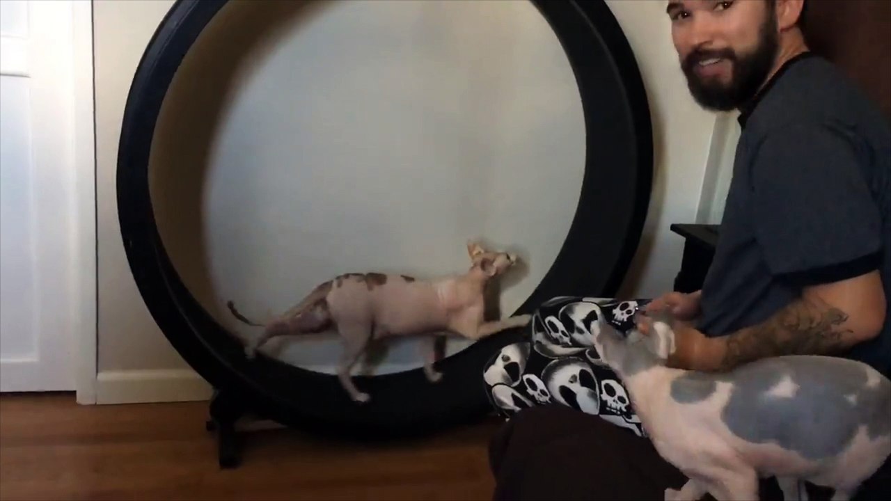 Entraînez votre chat au sprint : une roue et un laser  LOL !! BOLT !