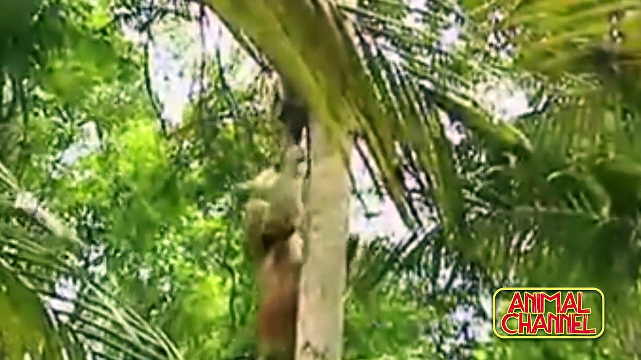 BIG CATS Hunting Attacks Compilation including Lions Tigers Pumas Jaguars Leopards Cheetah