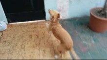 Perro entiende que saldrá a pasear