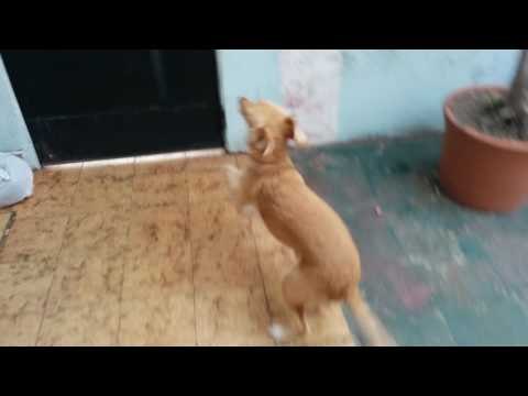 Perro entiende que saldrá a pasear