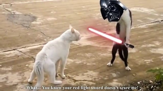 Hilarant ces chats lol :)