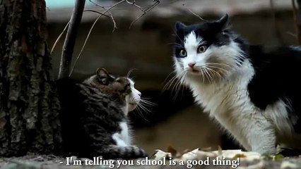 Deux chats discutent de la rentrée scolaire :) :)