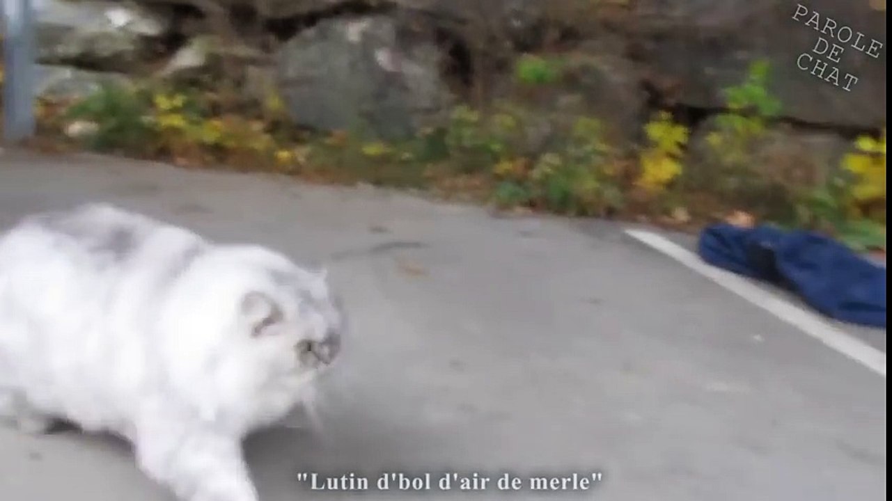 Chat qui disent des Gros mots ( 2 )