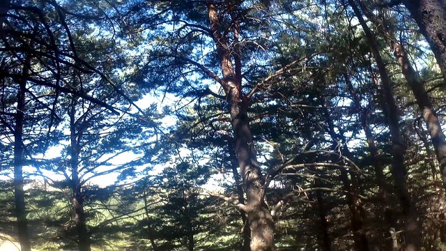 la pinilla roja 13082017 mtb bike park