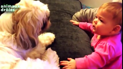 Compilation de bébés qui parlent aux chiens