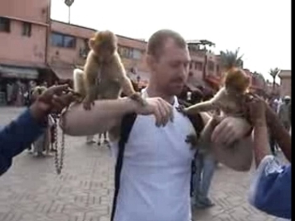 Singe